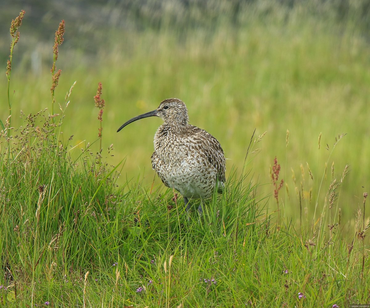 Бекас баранчик