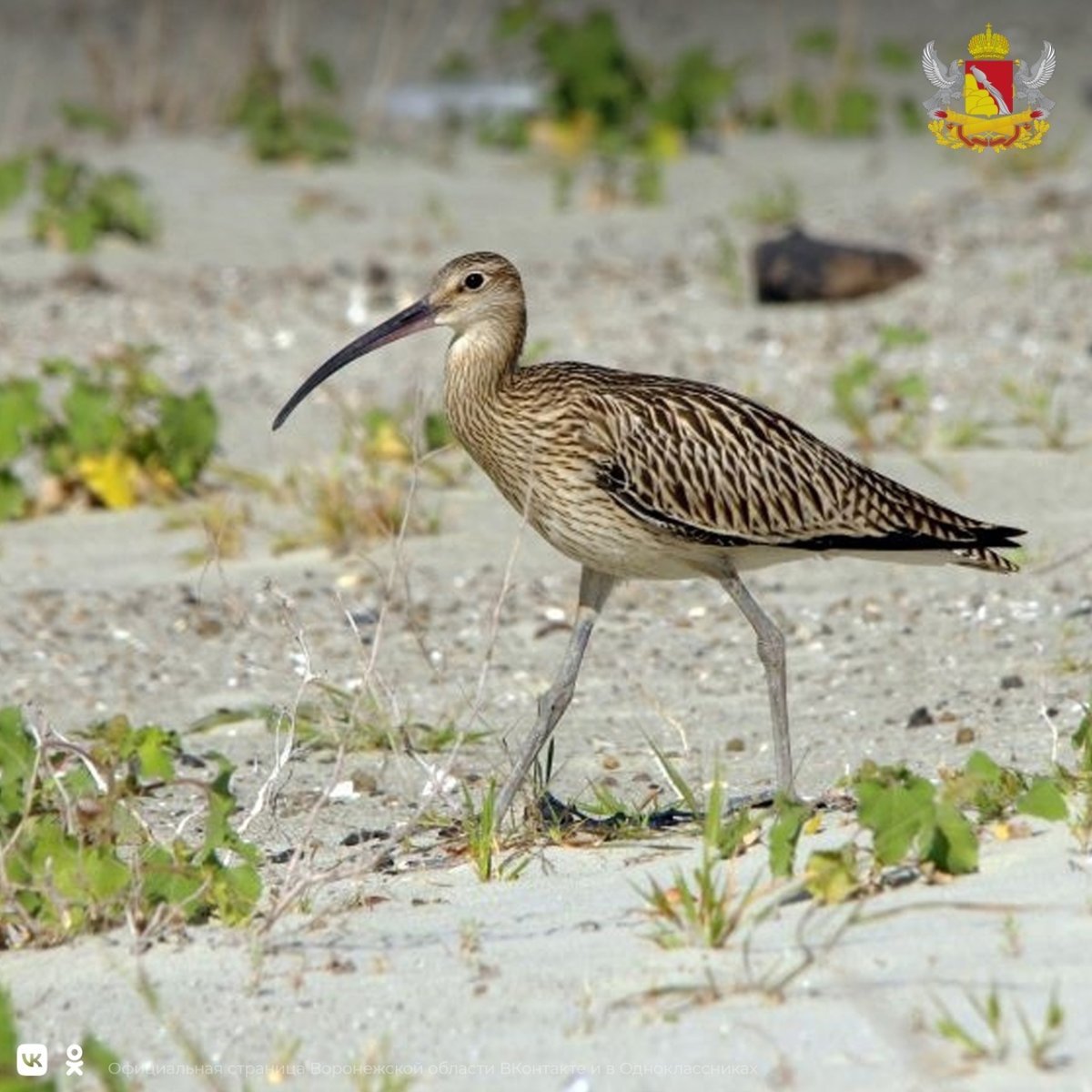 Кроншнеп птица 2023 года конкурс