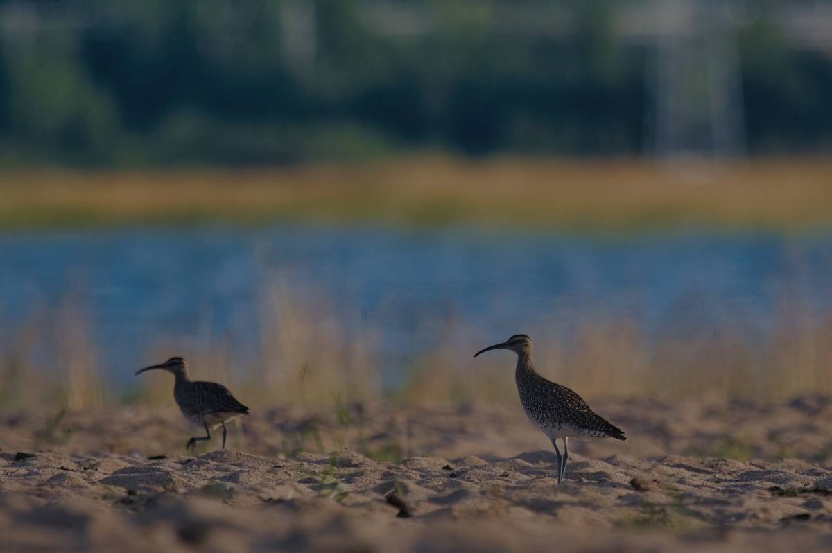 Грязовик песочники