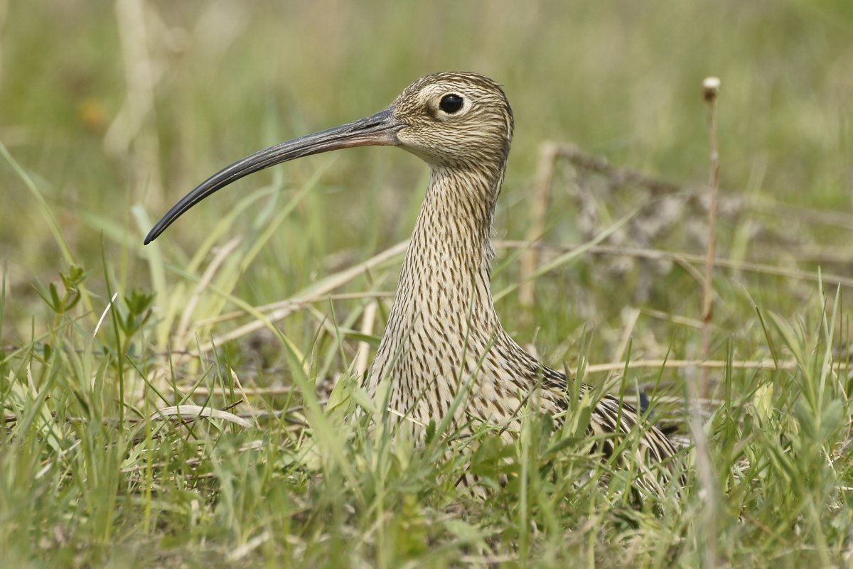 Птица года 2023 в России кроншнеп