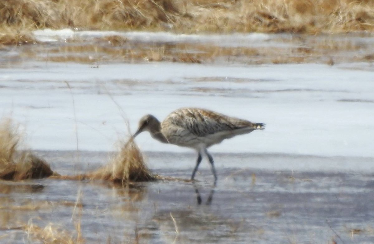 Кроншнеп птица 2023 года конкурс