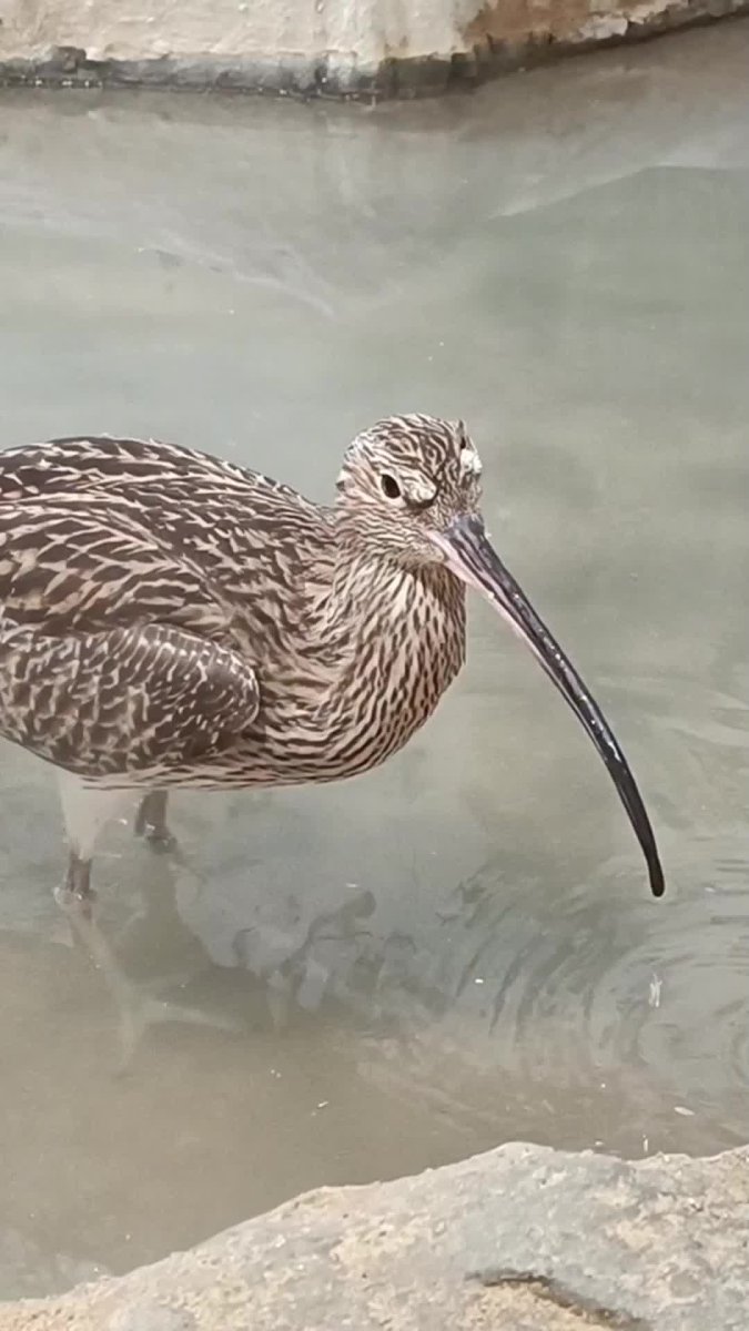 Кроншнеп птица в гнезде