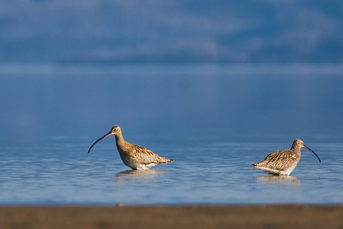 Фон прозрачный для презентации Камчатский пролив птицы кроншнепы