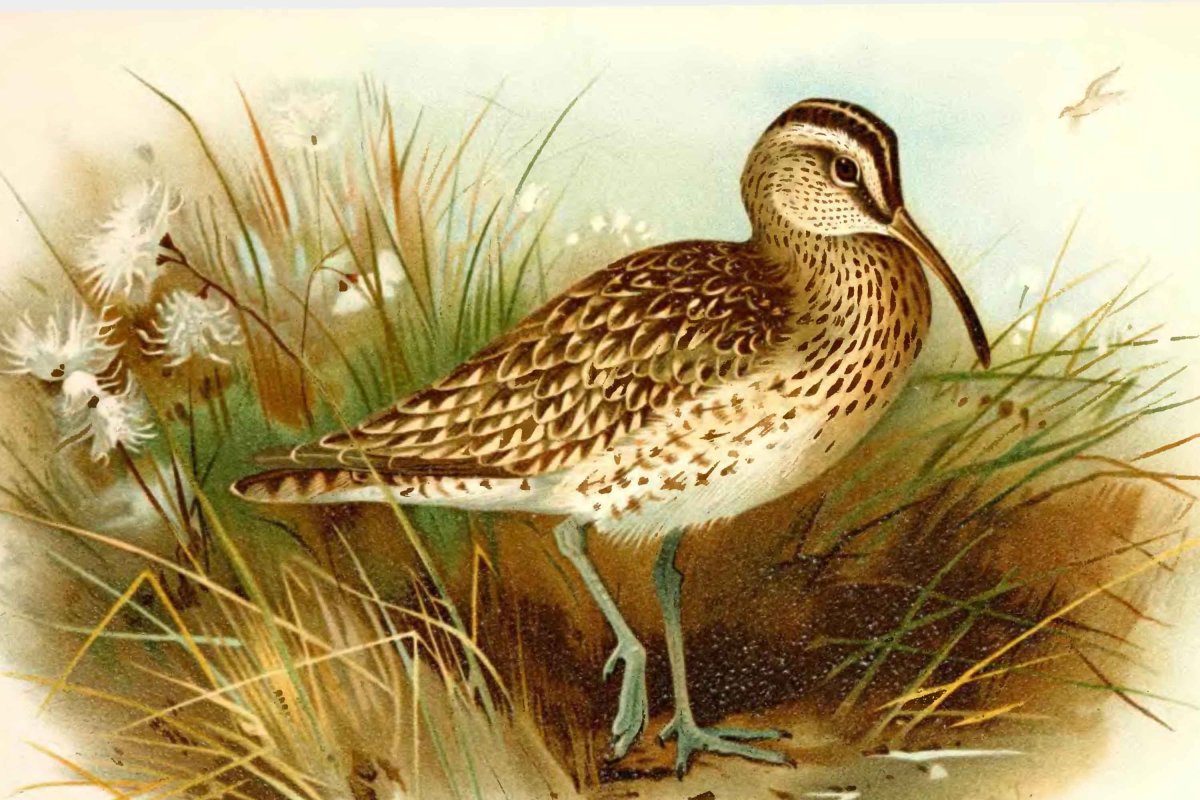 Эскимосский кроншнеп