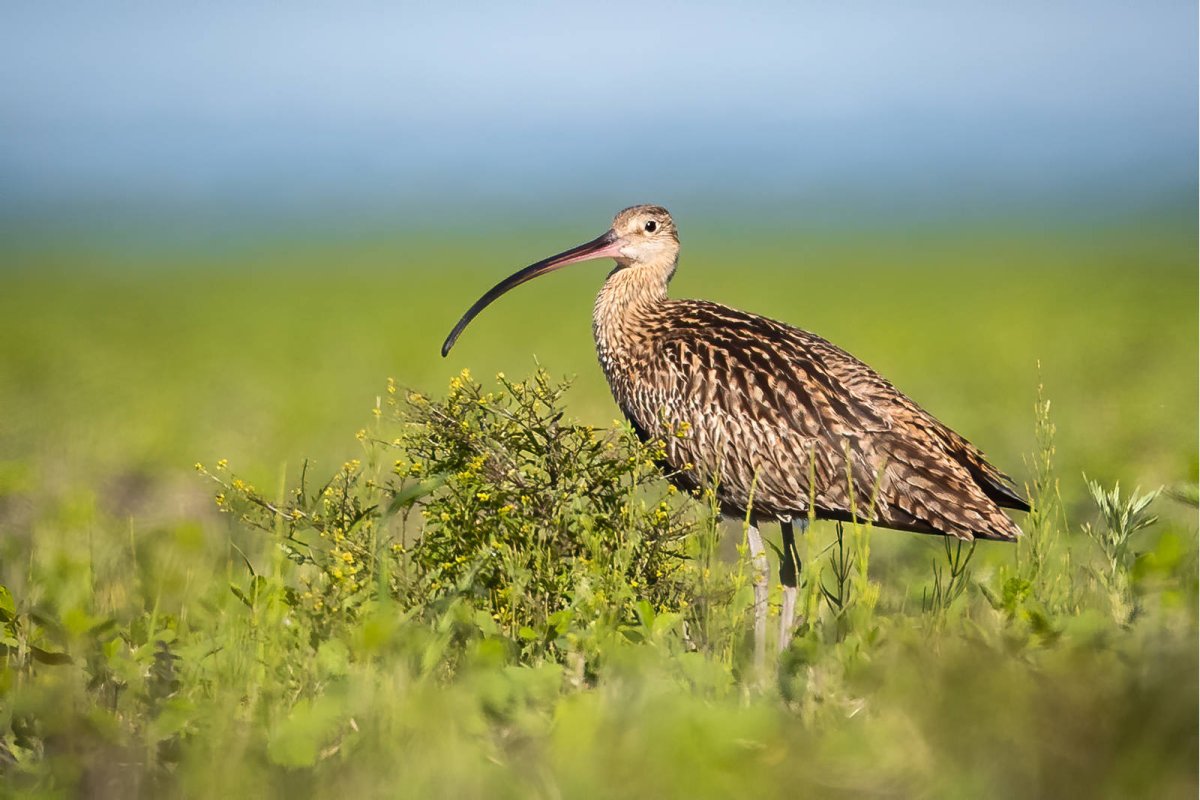 Кроншнеп Амурская область