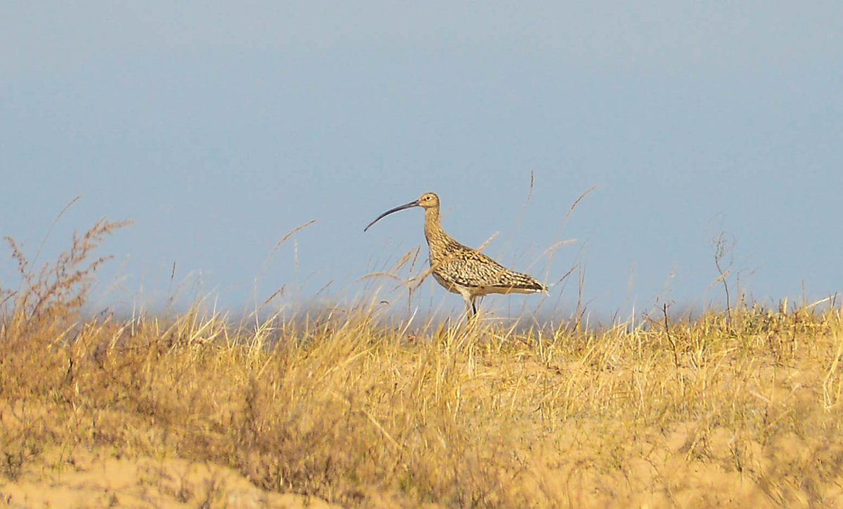 Тонкоклювый кроншнеп