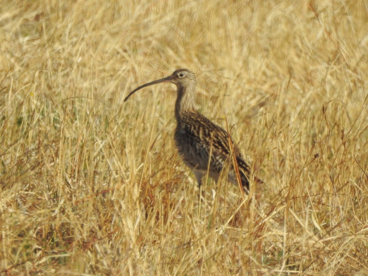 Numenius tenuirostris