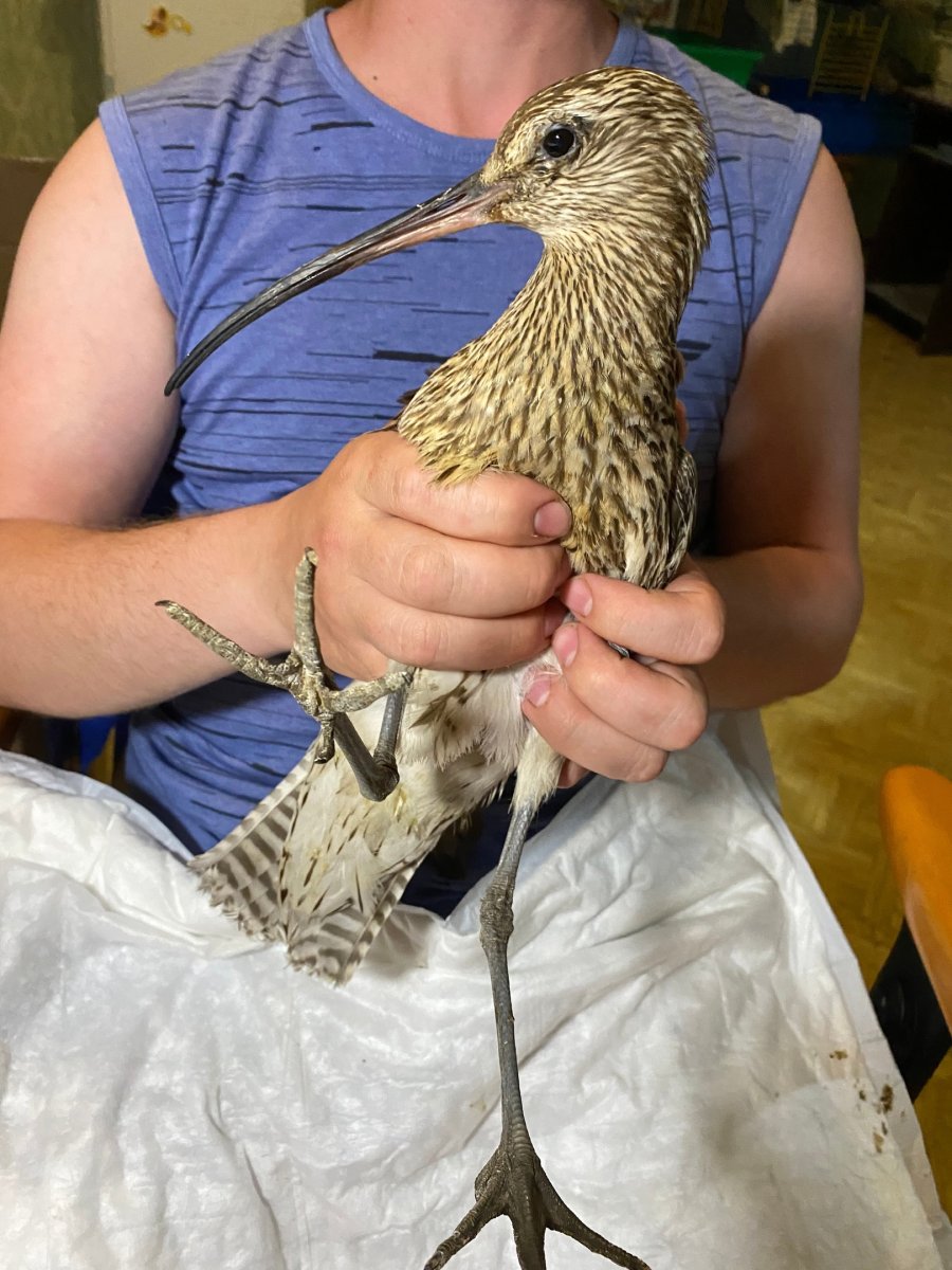 Способы мечения птиц