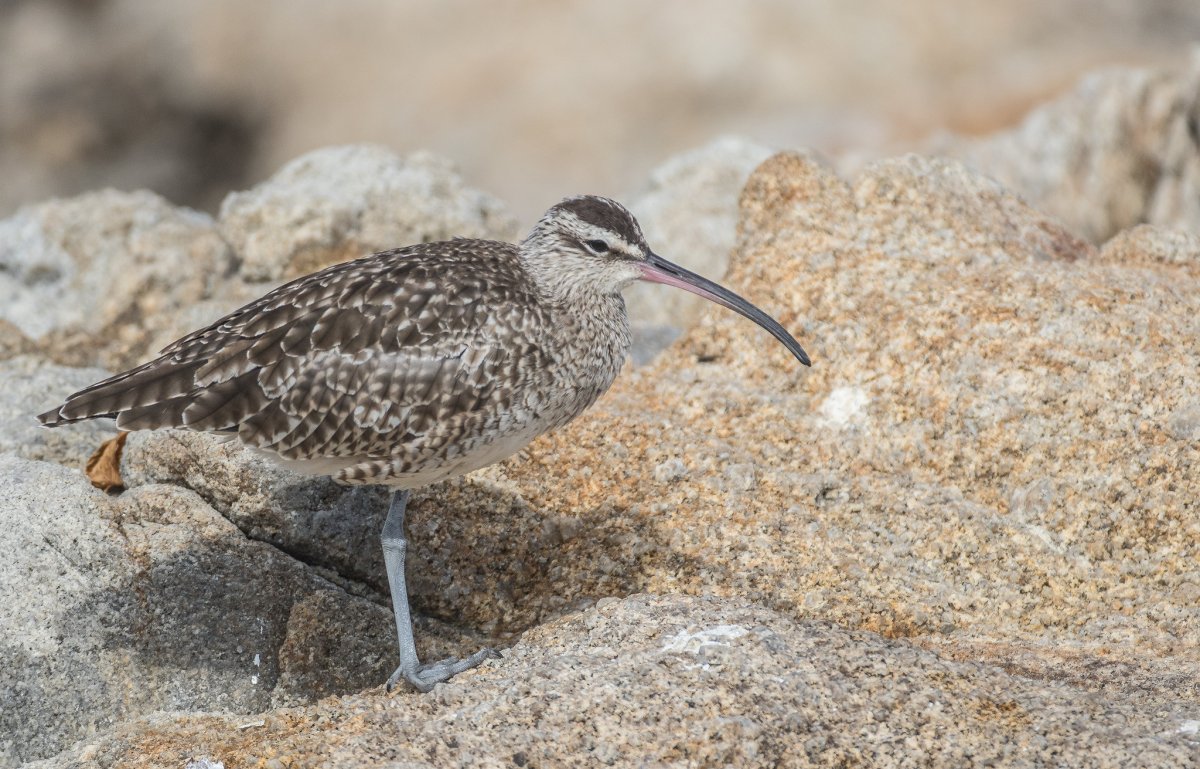 Эскимосский кроншнеп