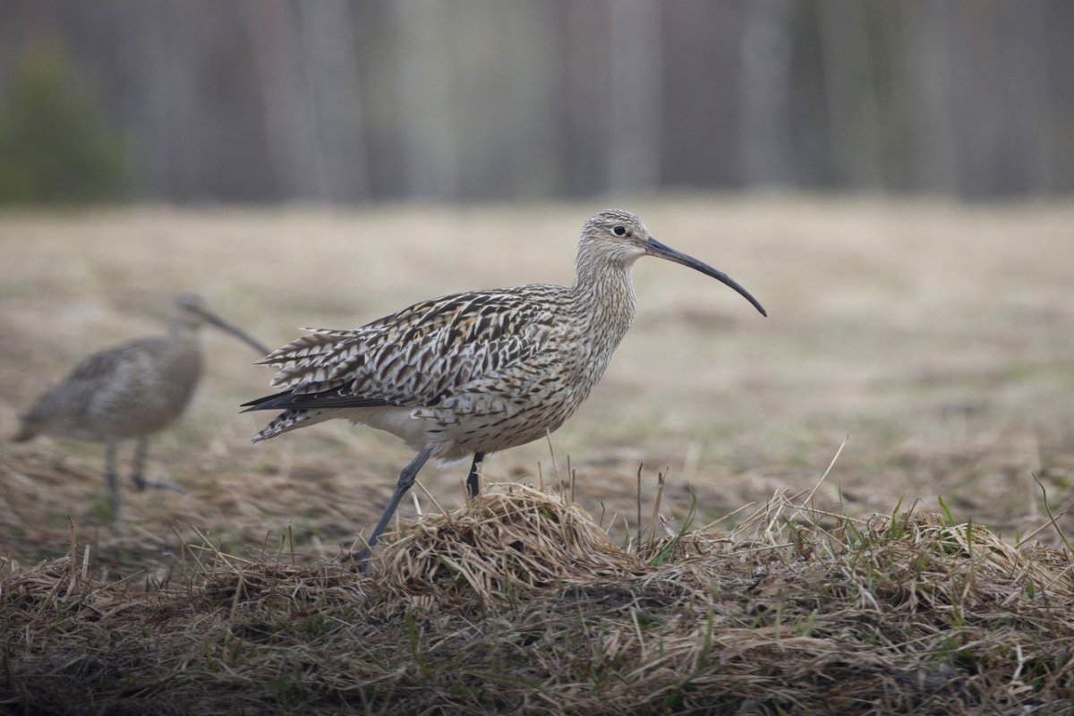 Птица пестрая с длинным клювом ЛЕНОБЛАСТЬ