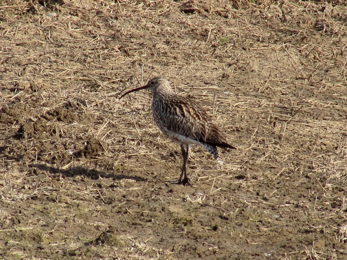 Тонкоклювый кроншнеп