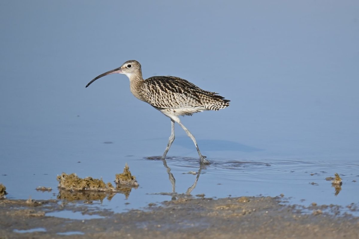 Кроншнеп птица рисунок детский