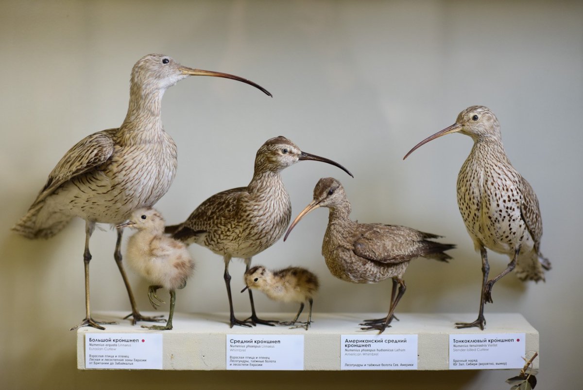 Зоологический музей им. м. в. Ломоносова