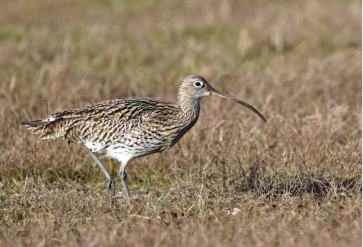 Кулик кроншнеп птица