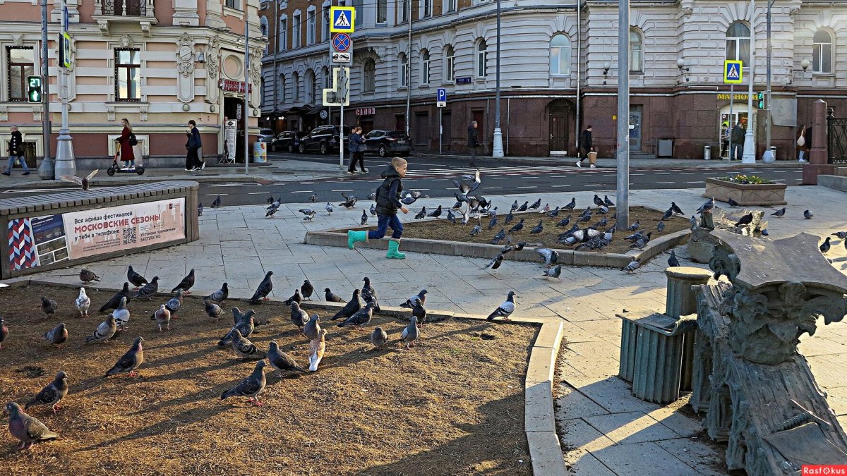 Голуби в Москве