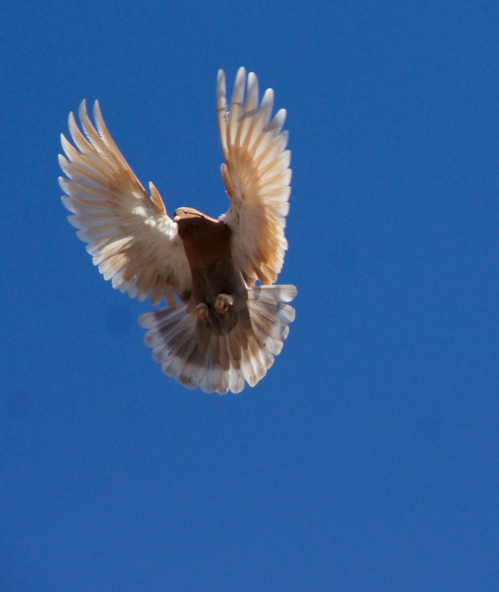 Николаевские голуби серпастые