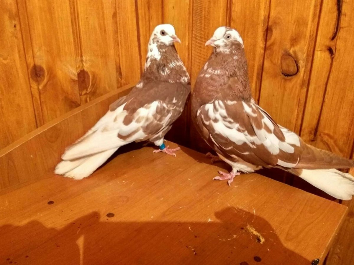 Мариупольские голуби