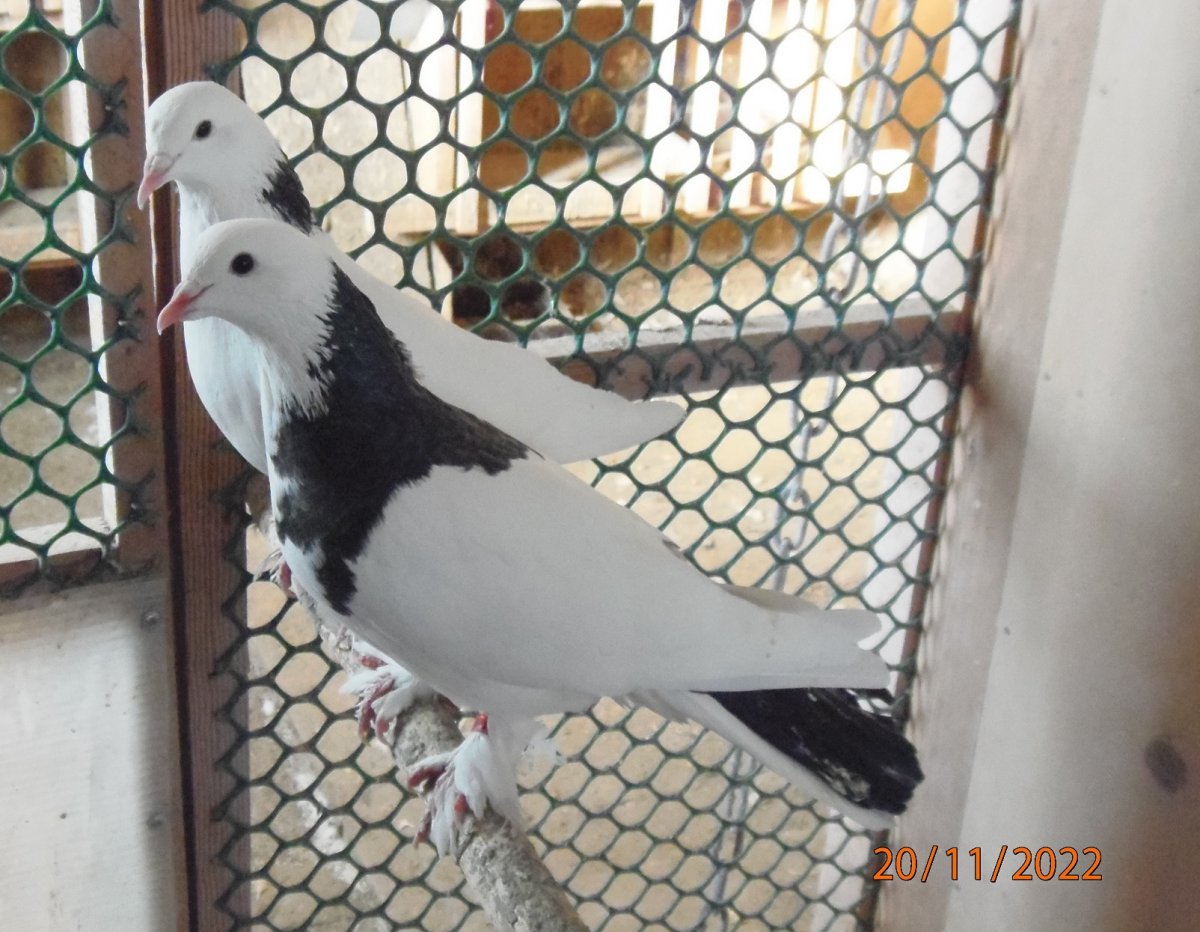 Иранские бойные голуби