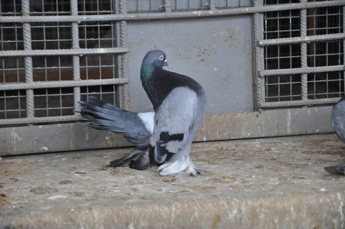 Голуби статные ростовские