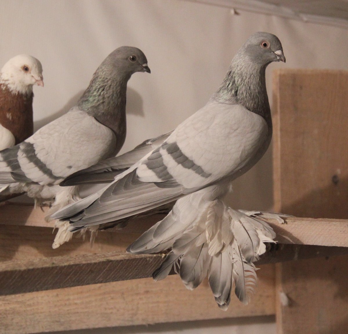 Бойные голуби касаны