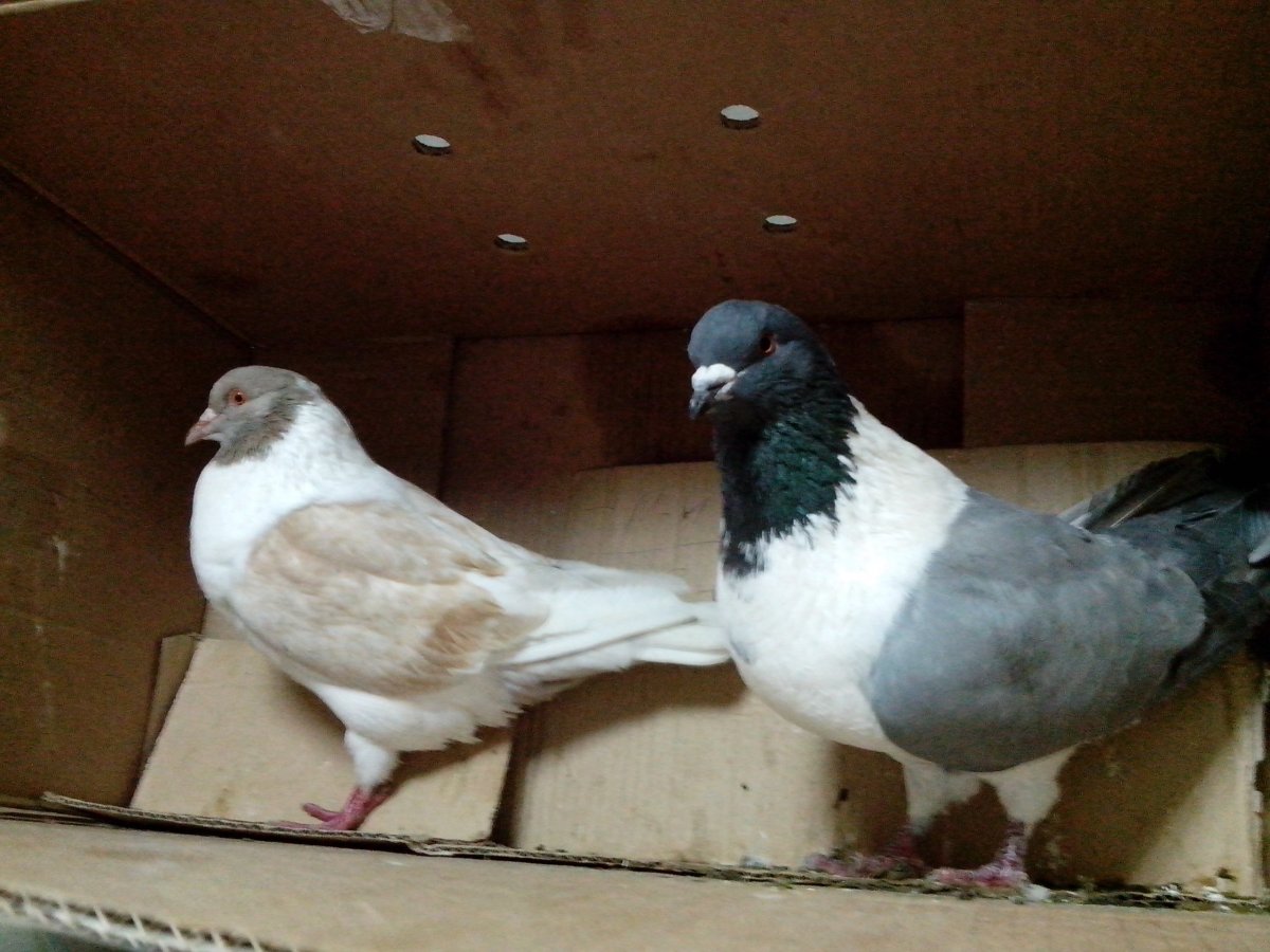 Николаевские мастные голуби