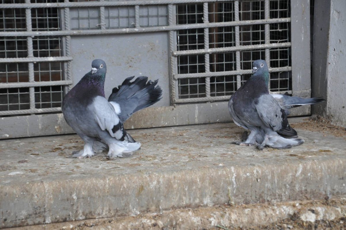 Статные голуби
