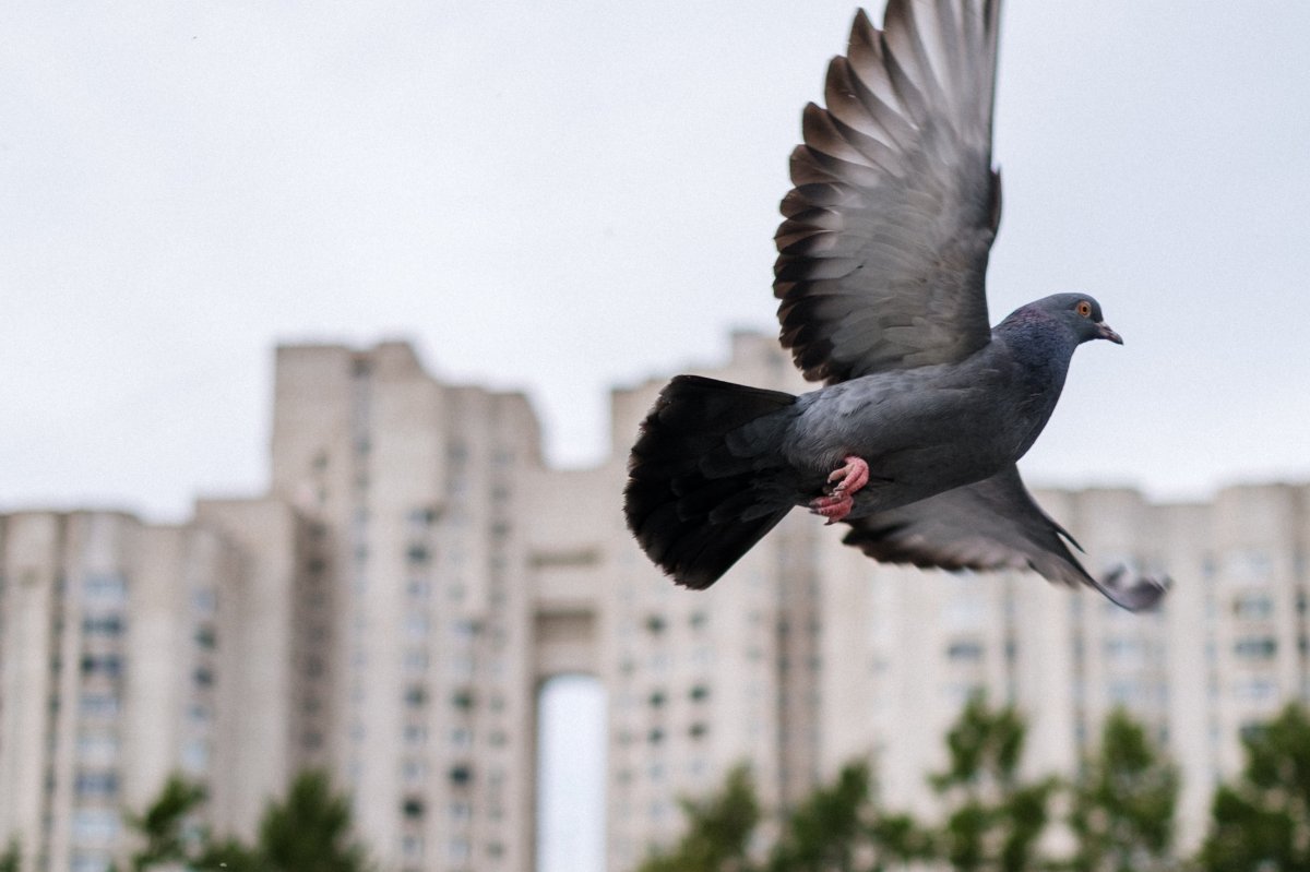 Черный голубь