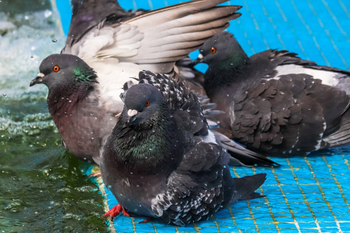 Беременный голубь