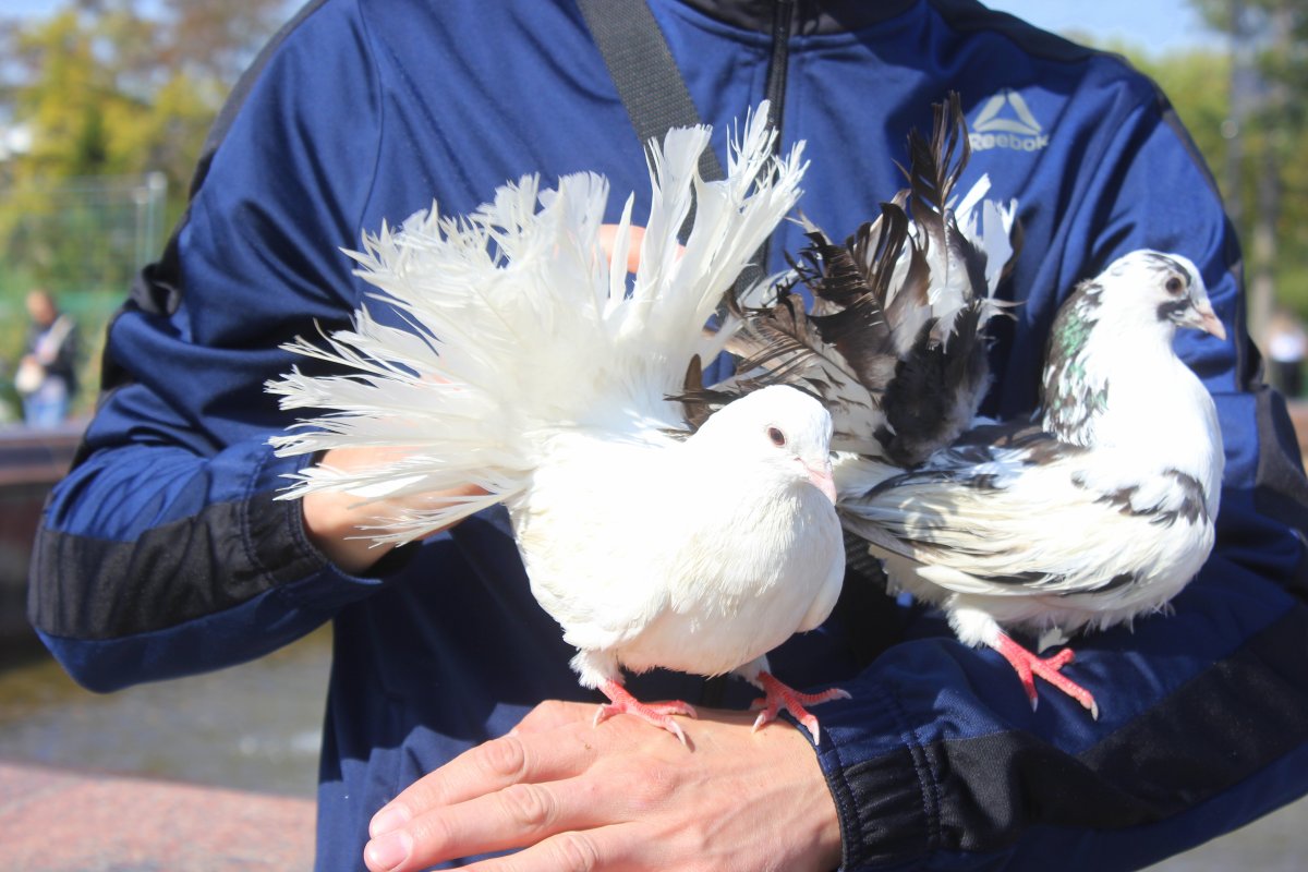 Фото Чистопольских голубей