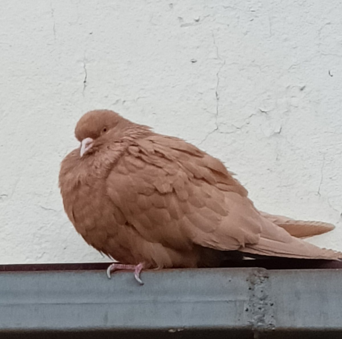 Воронежские голуби