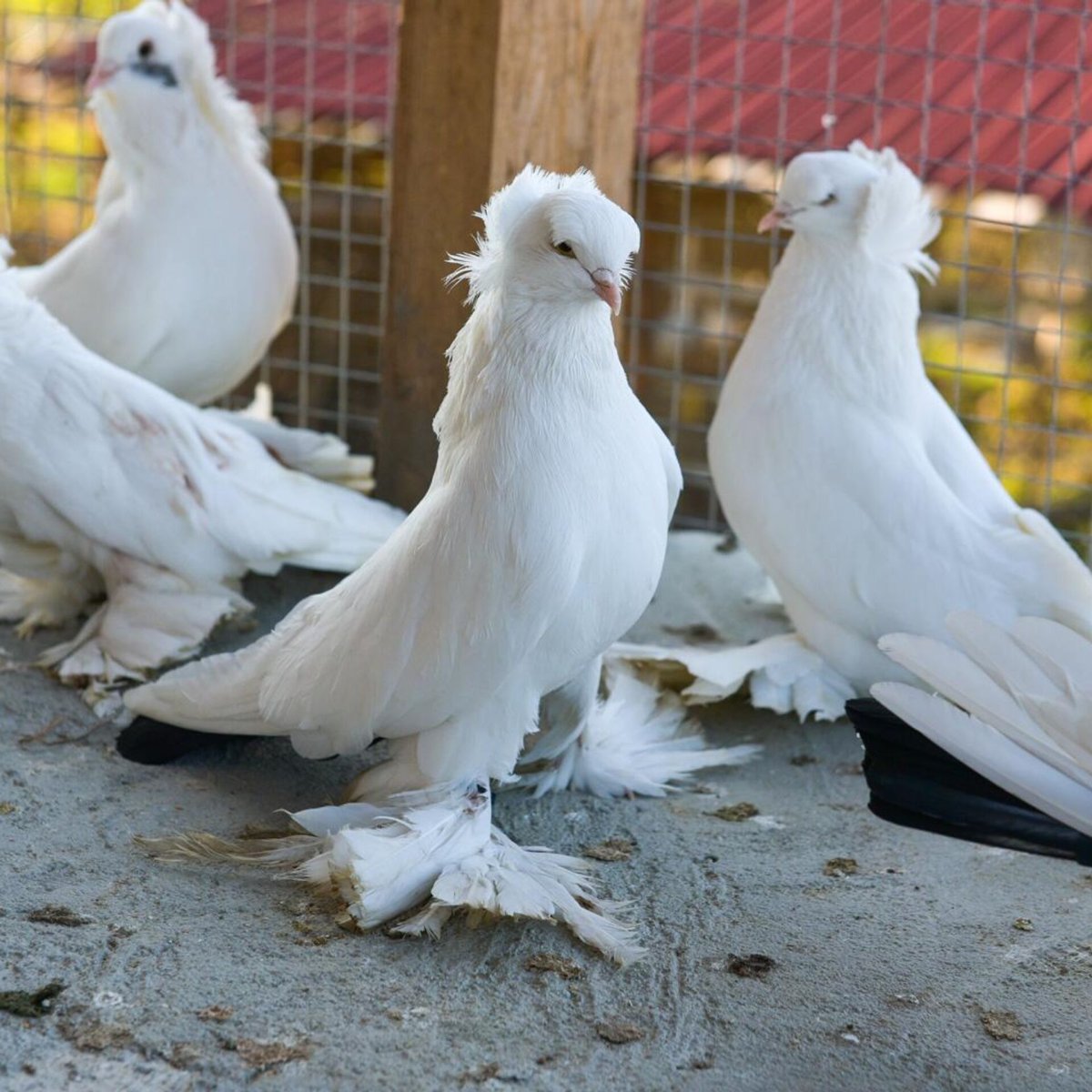 Голубь на абхазском