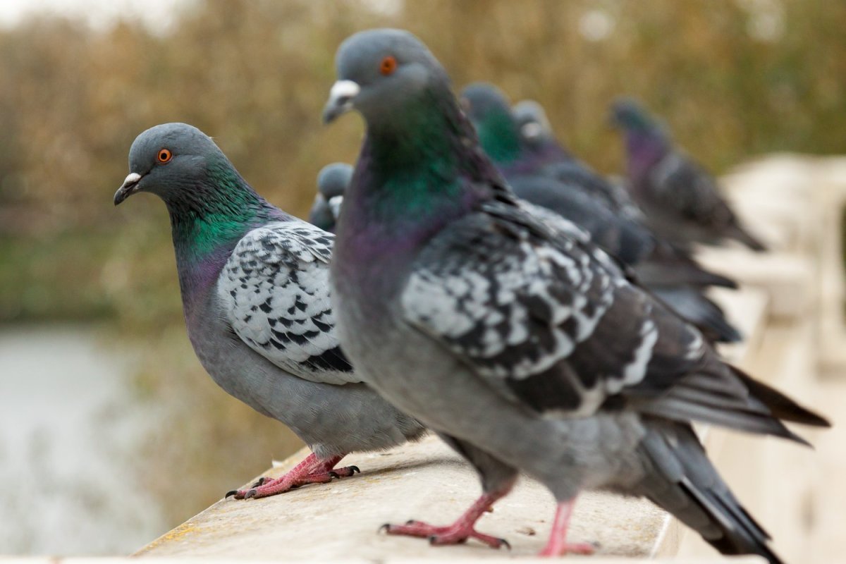 Дикий голубь сизарь