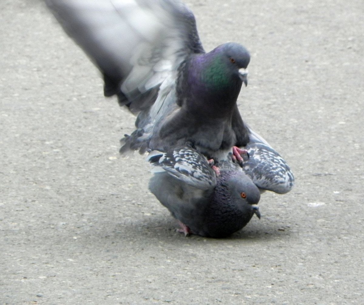 Голубь самец