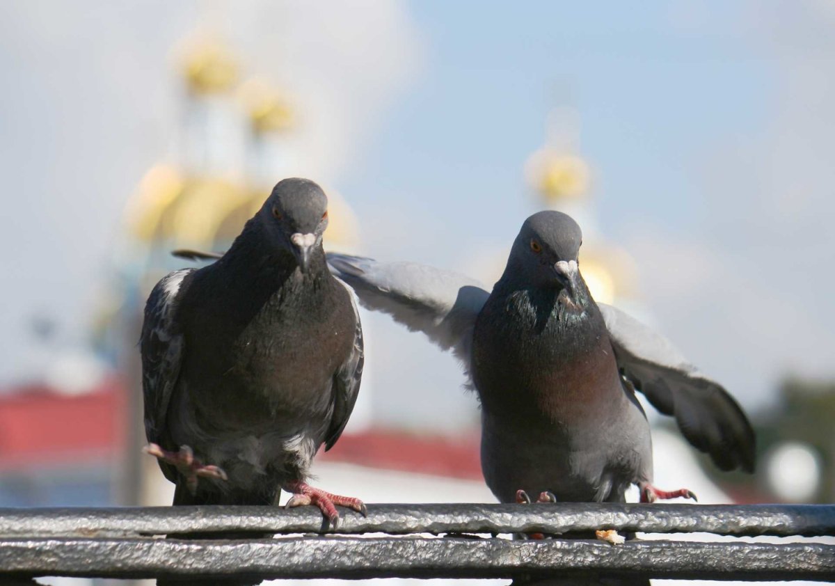 Голубь на рекламном щите