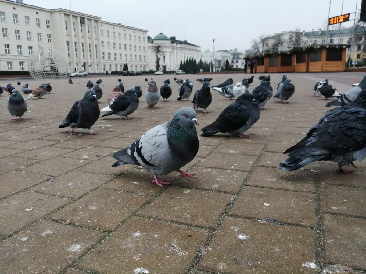 Голуби Курский Турман