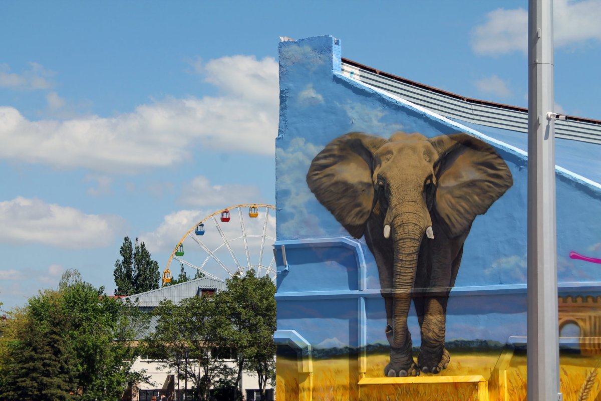 Слон Динамо Ставрополь