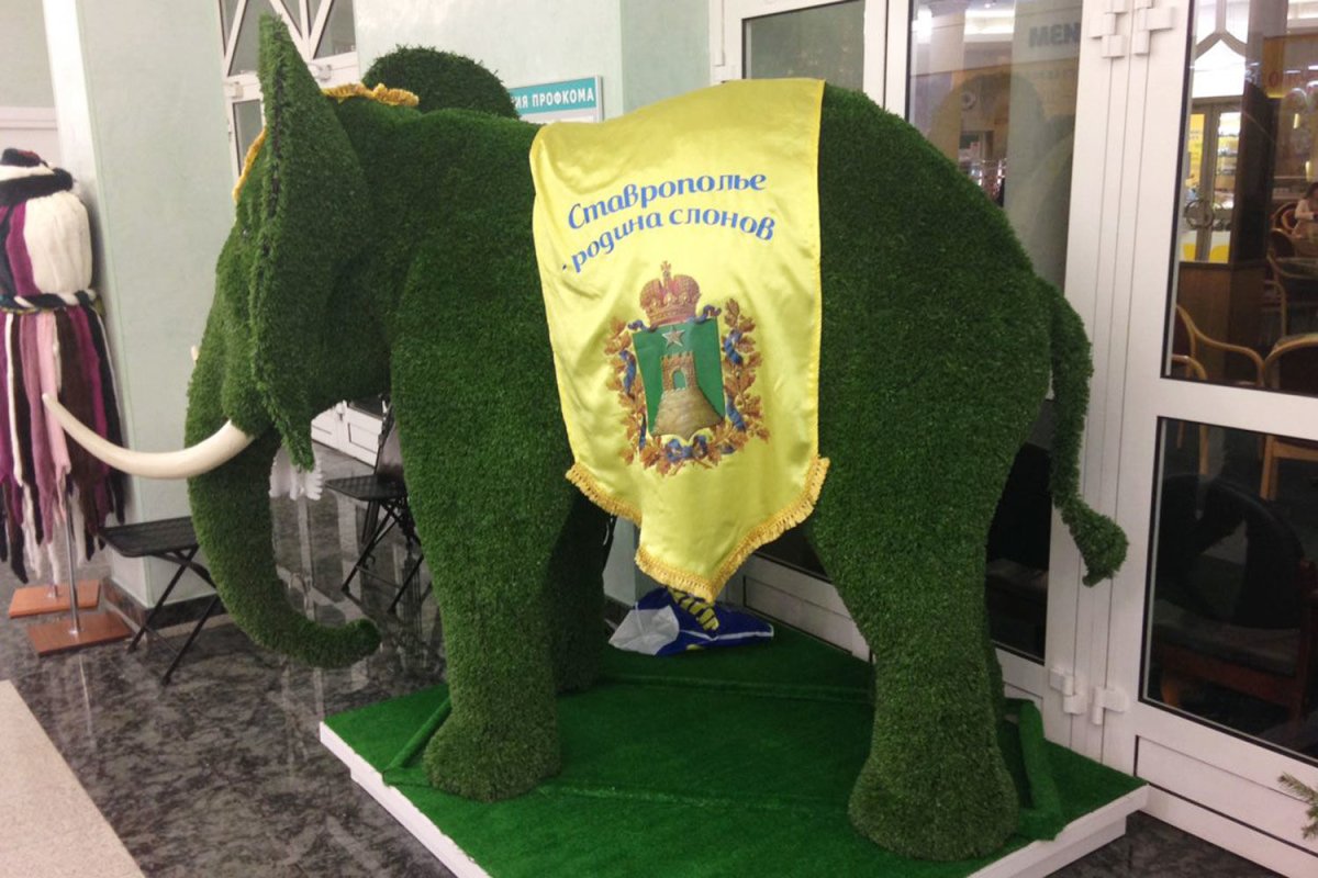 Южный слон в музее Ставрополя
