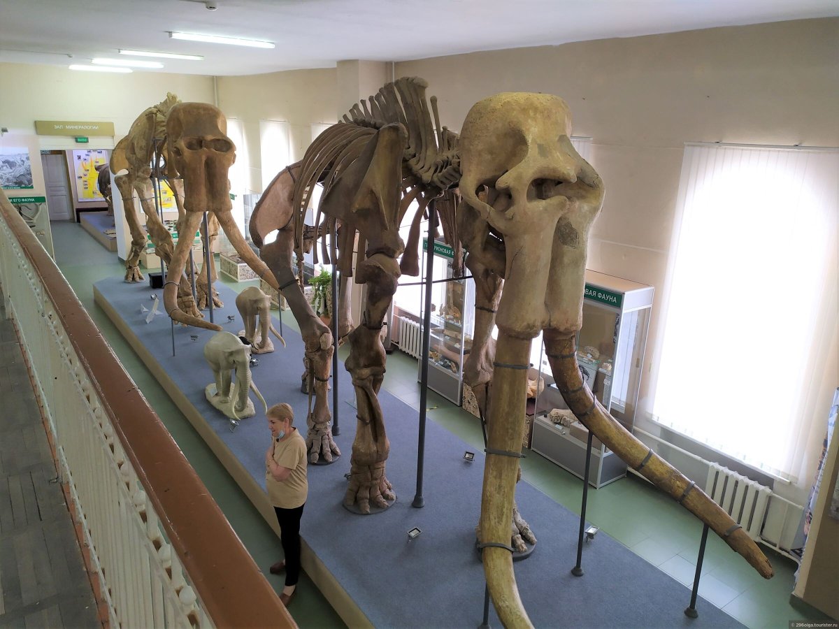 Ставрополь Родина слонов фото