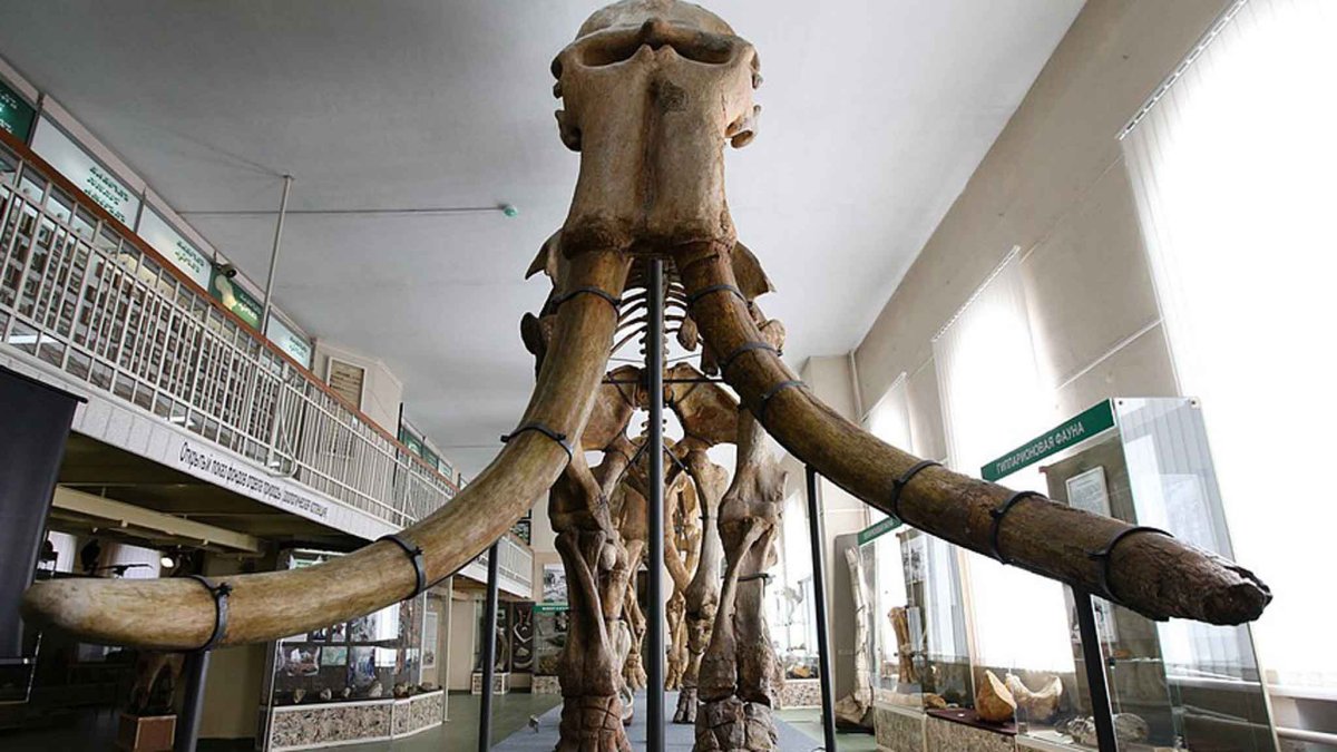 Краеведческий музей Ставрополь слоны