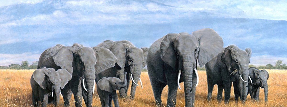 Много слонов