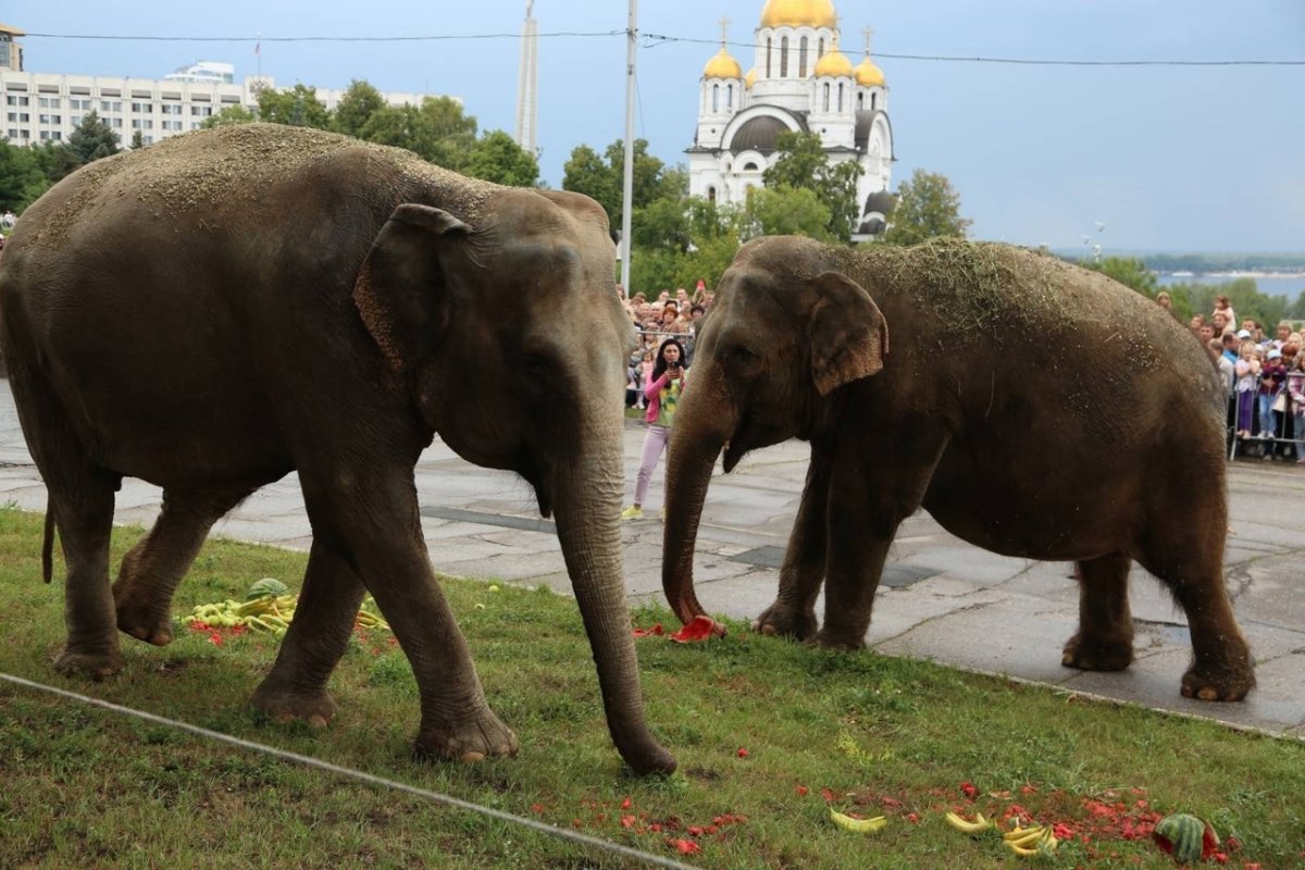 Слоны в Самаре