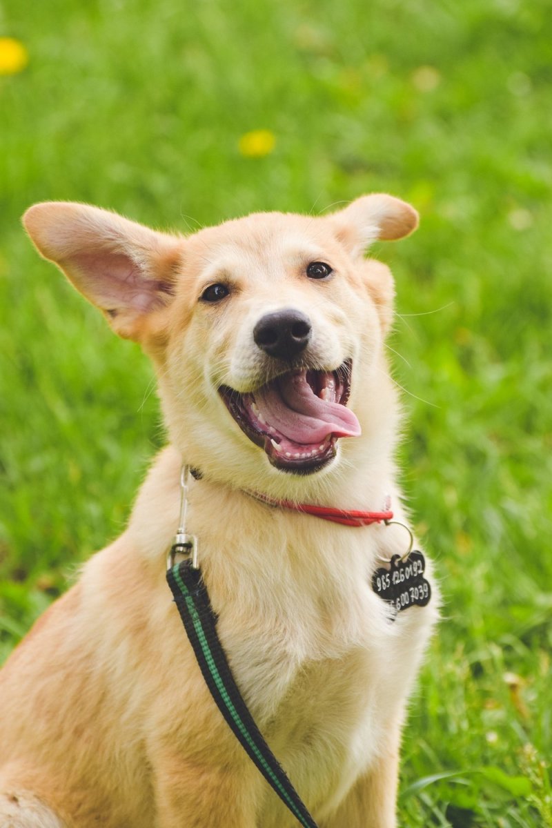 Собака-улыбака порода