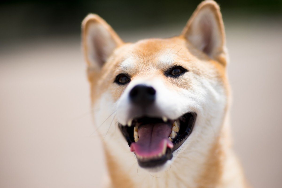 Собака-улыбака порода сиба-ину