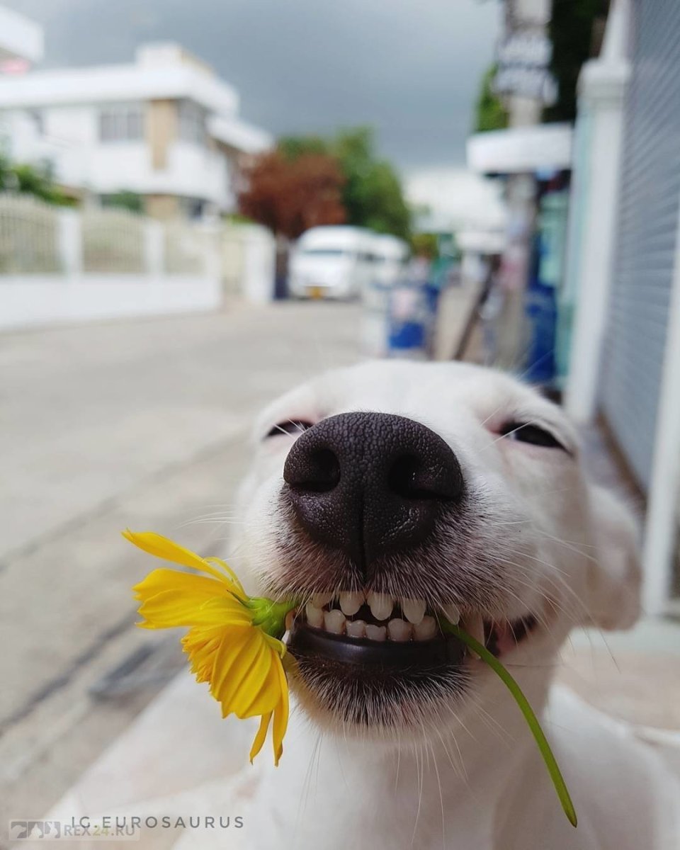 Позитивные собаки