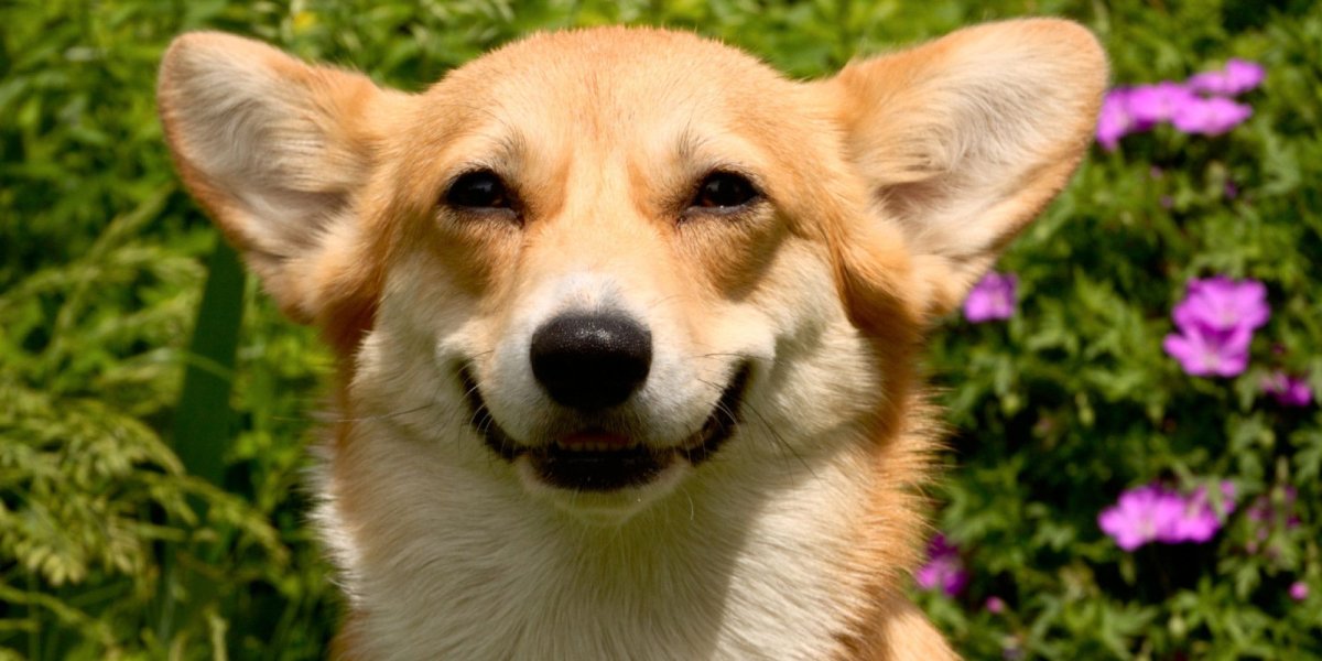 Корги подозревака