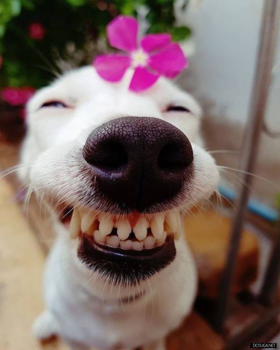 Улыбки животных смешные