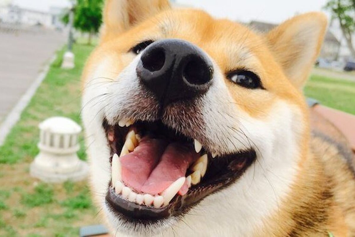 Собака улыбается