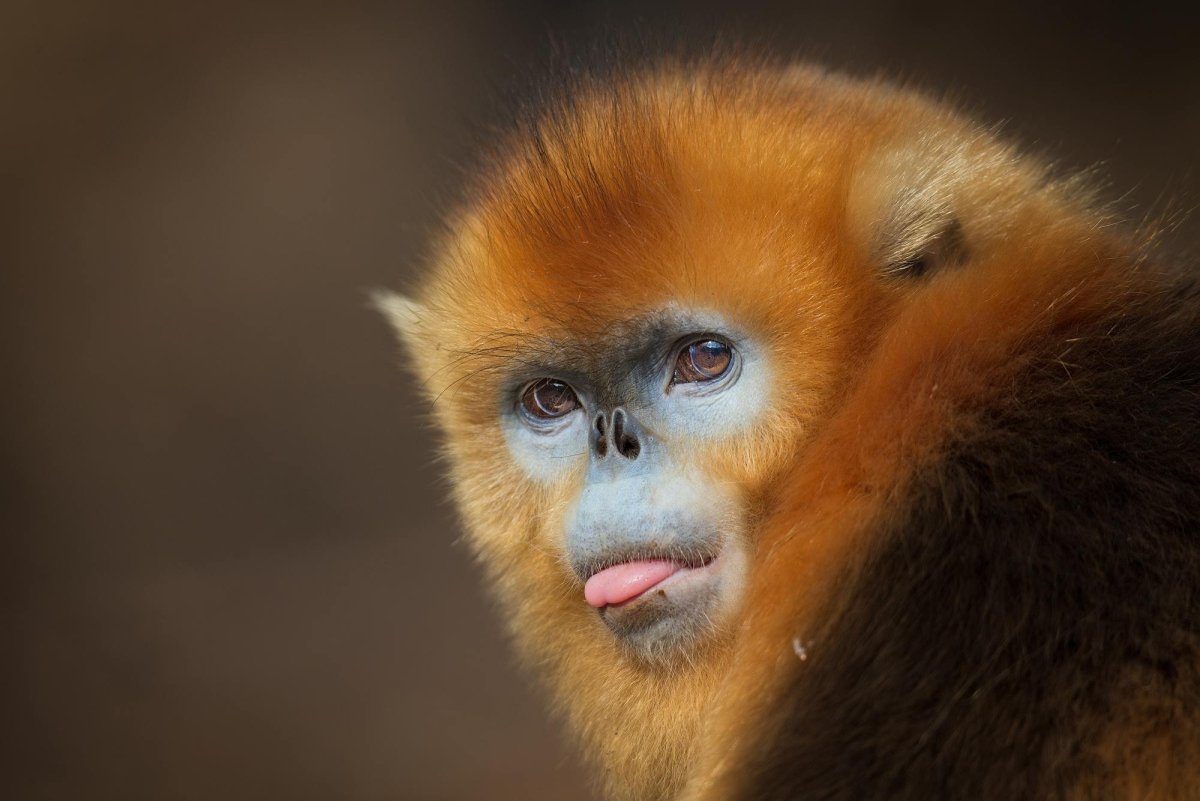 Ринопитек курносая обезьяна