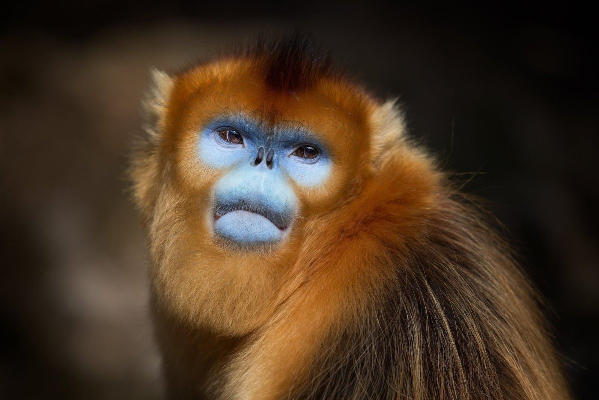 Бирманская Золотая курносая обезьяна