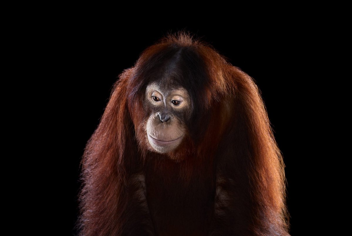 Обезьяна Студийное